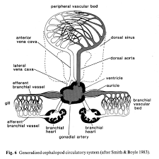 Circulatory - Animal Body Systems