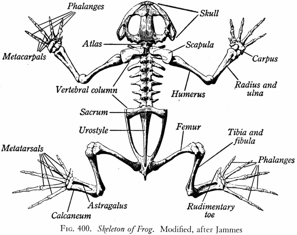 Skeletal - Animal Body Systems